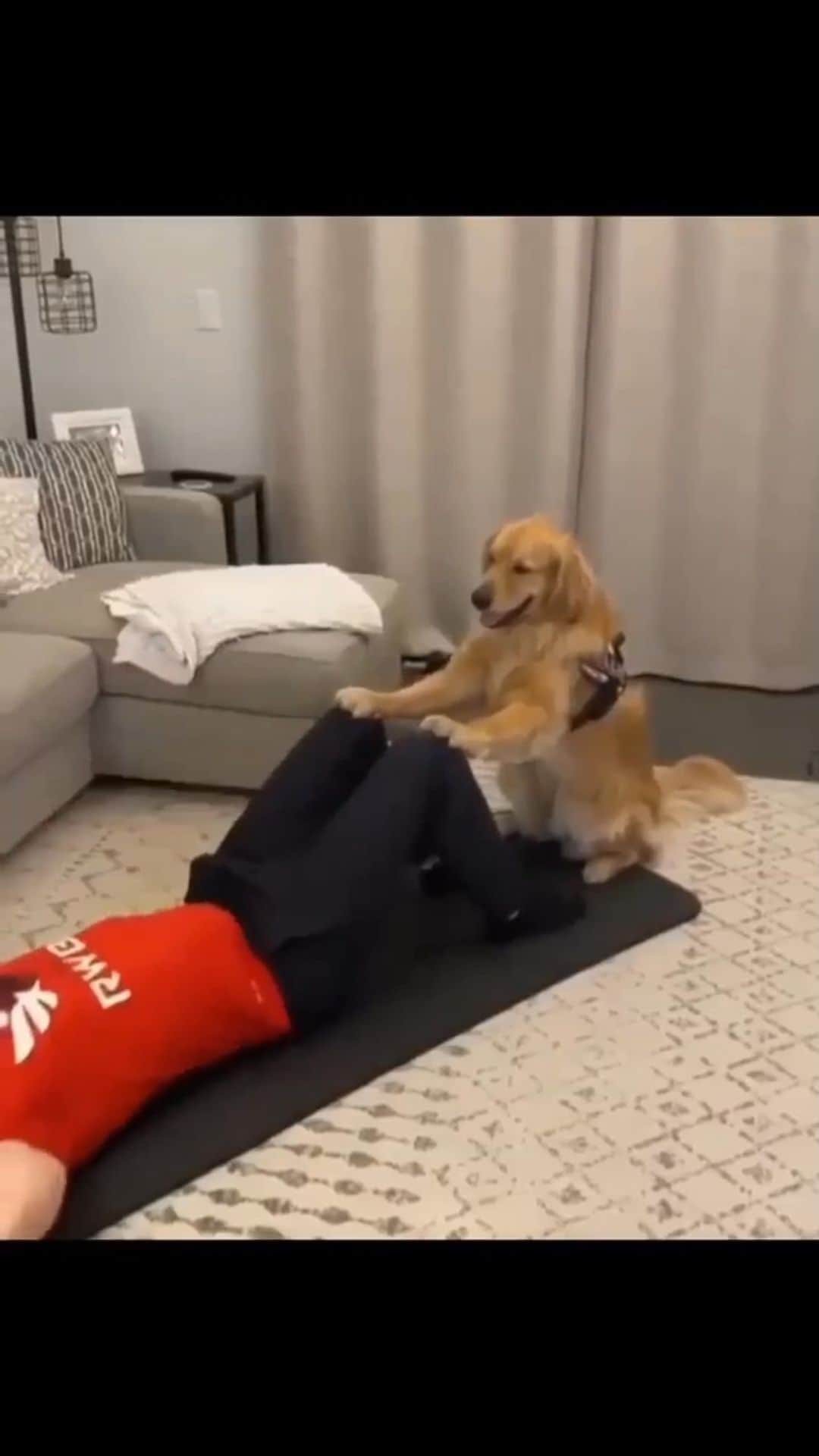 のインスタグラム：「"The best workout partner!" - @k_bubolz  Tag your workout buddy in the comments below! 👇  #dogsofinstagram #workoutbuddy #mansbestfriend  Video found on @golden.pawlover」