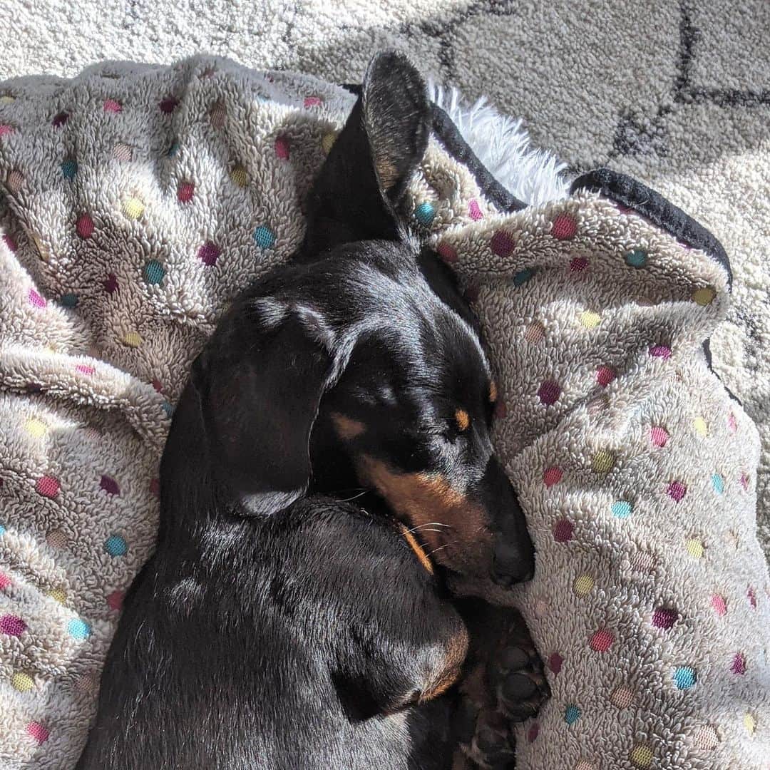 Crusoe the Celebrity Dachshundのインスタグラム：「“Sunny days are my kinda days” ~ Crusoe」