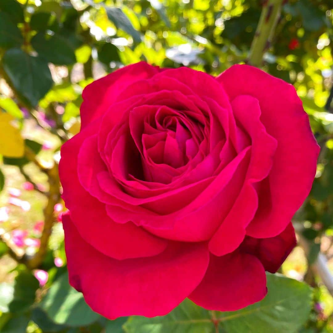 富永沙織さんのインスタグラム写真 - (富永沙織Instagram)「私の大好きなアレックスレッドという薔薇の花🌹✨My favorite flower☺️✨ ・ 2枚目は食べられるアレックスレッド🍷✨ ・ 香りがとても良くて、大胆かつ上品な魅力の大輪のバラです🥰✨ ・ #好きな花 #薔薇 #バラ #花 #アレックスレッド #🌹❤ #花のある風景が好き #赤バラ #食べられる薔薇 #rose #上品 #気品」12月10日 16時55分 - saori_tominaga