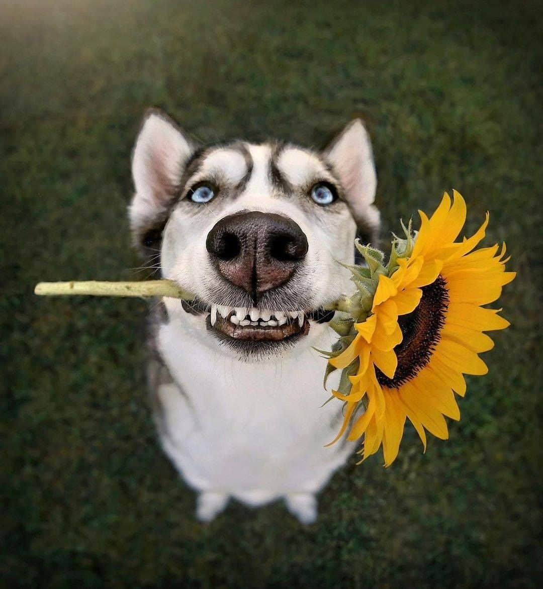 8crapさんのインスタグラム写真 - (8crapInstagram)「Look I got your a flower 😬🌻 - 📷 @2husketeers - #barked #dog #doggo #Husky」12月10日 17時00分 - barked