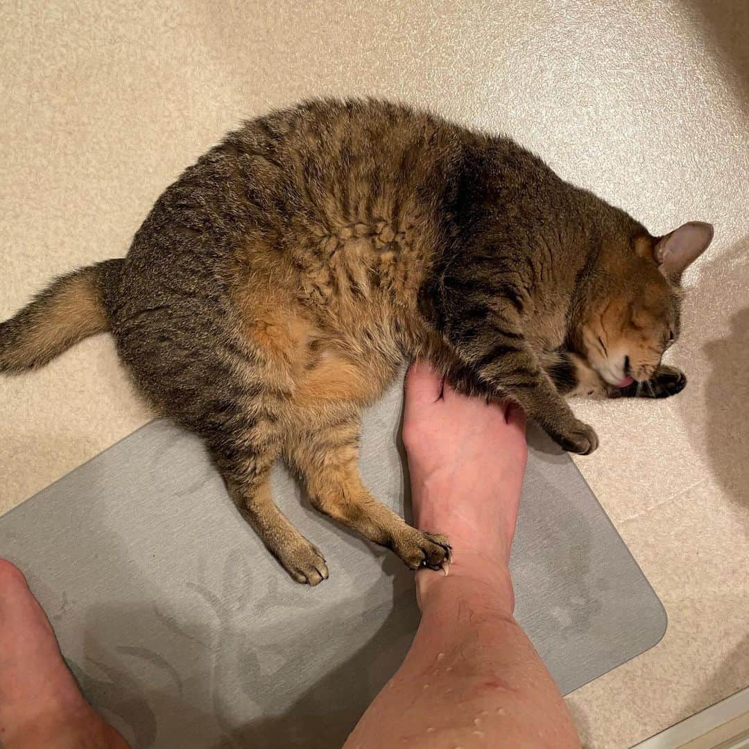 長与千種さんのインスタグラム写真 - (長与千種Instagram)「本日のすずちゃん🐈  お風呂上がりには必ず 待ち伏せして、私のまだ濡れた足に身体をスリスリしてきます😅ずーっと。たぶん ずっーと。その場から私が立ち去るまで、ずーっと🤣💕 #suzu_chan  #marvelcats #ねこのいる生活  #ねこすたぐらむ  #ねこすきさんと繋がりたい #保護猫  #保護猫を家族に  #保護猫出身  #さばねこ  #すりすりしてくる #愛しい」12月10日 17時30分 - chigusanagayo