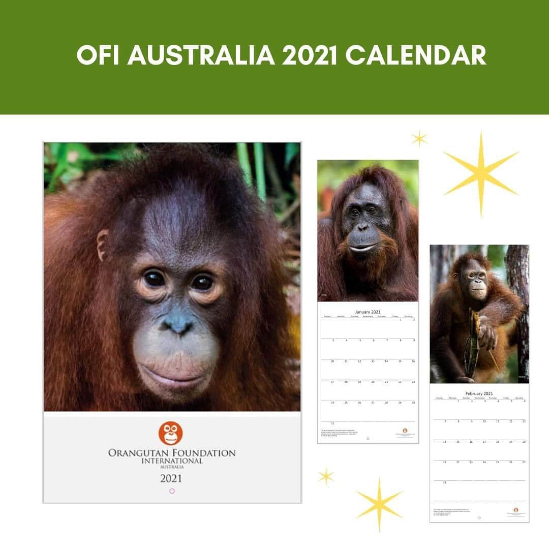 OFI Australiaさんのインスタグラム写真 - (OFI AustraliaInstagram)「OFI Australia's Christmas gift shop is open! Give a gift that makes a difference. We have fantastic orangutan plush toys, t-shirts, caps, bags, calendars, drinkware, palm oil free soaps, orangutan apparel and more! Visit our online shop now to order. Our website link is in our bio.   Important shipping / delivery information ... to ensure the delivery of merchandise items and postal foster kits in time for Christmas, please place your orders no later than Saturday 12th December for orders within Australia - or use the Express Post option. If you live in WA or a more remote regional area, we suggest you use the Express Post delivery option. #orangutanmerchandise #christmasgift ______________________________ 🦧 OFIA Founder: Kobe Steele kobe@ofiaustralia.com  OFIA Patron: Dr Birute Galdikas @drbirute @orangutanfoundationintl @orangutan.canada www.orangutanfoundation.org.au 🦧 🧡 🦧」12月10日 17時31分 - ofi_australia