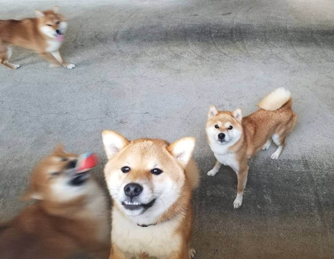 柴犬たま Shibainu Tamaのインスタグラム