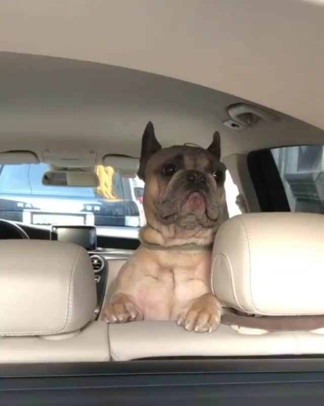 French Bulldogのインスタグラム