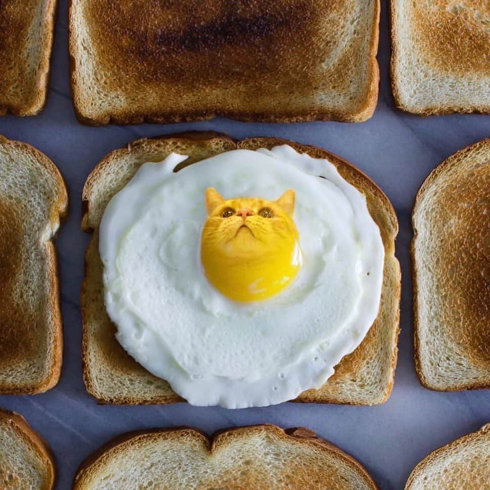 茶太郎 & きなこのインスタグラム：「明日の朝食に🍞🍳いかがかにゃ😽 How about breakfast😽🍳🍞 @ediblepets  Thanks✨ #半熟茶太郎卵にゃ #みんなは何をかける派にゃりか #マンチカン#猫#munchkin #cat#catstagram #amazing#ねこ#茶トラ#短足#catsofinstagram#excellent_cats#9gag#cats_of_world_#instacat_meows#bestcats_oftheworld#catsofig#instacat#cats_of_instagram」