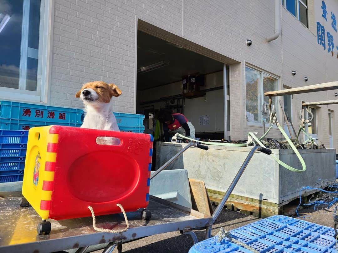 関野剛平さんのインスタグラム写真 - (関野剛平Instagram)「、 個人的にめちゃくちゃ好きな写真！ 可愛すぎ！笑 #チャッピー #ちゃぴすたぐらむ」12月10日 18時05分 - kouheisekino