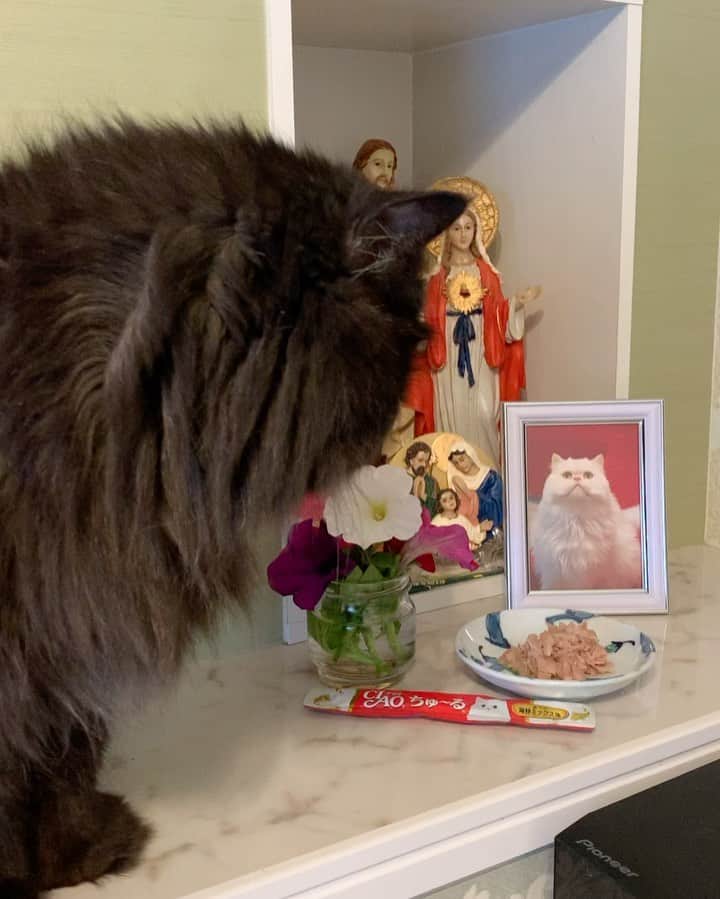 12 Chinchilla Persianのインスタグラム：「Thankyou for all your birthday greetings and wishes 😽 , i got a lot of my favorite treats 😋 Nd bruce got his too 😻- love blackie ❤️ #cat #cats #blackcat #birthday boy」