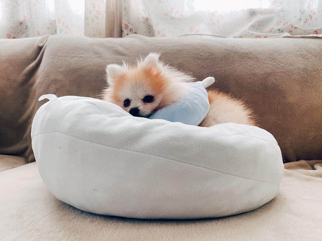 r_oseのインスタグラム：「Fluff on fluff🐰☁️〰️ #daydreaming」
