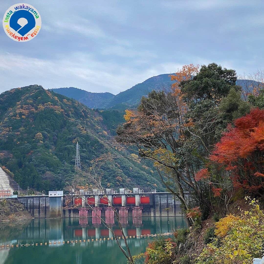 和歌山県のインスタグラム：「Insta_Wakayamaでは、皆さんがハッシュタグをつけて投稿してくださった写真から、素敵な写真をご紹介させていただきます！ 本日のピックアップは @hiro.hiro.ace さんのお写真です☆ ハッシュタグのご利用ありがとうございますm(_ _)m . こちらは日高川町の椿山ダムのお写真ですね☺️✨ 秋ならではの色とりどりの山や木が美しいです！🍁椿山ダムはこんなロケーションのいい場所にあったんですね！😲 調べてみるとダム湖周辺では、春には桜🌸、夏にはツツジ、アジサイ、ヤマユリがきれいに見えるようで、多くの観光客が訪れるくらい魅力あるスポットなのだそうです👀💕  ちなみにこのダムは和歌山県中部を流れる日高川にあり、洪水調節や用水、発電など多目的用途として1998年（平成元年）に建設されたようです🧐 また、地域に親しまれるダムづくりを目指し、偏向的に見られがちなダム事業を正しくアピールして地域に不可欠なダムの重要性を認知してもらう策として挙げられる「ダム湖百選」にも選ばれているようですね！☺️✨✨ . 和歌山に関する投稿には「 #insta_wakayama 」のハッシュタグをつけてください★ 和歌山の魅力を皆さんで発信していきましょう！ ハッシュタグをつけると同時に、写真の場所の記載・位置情報の登録もお願いします🎵 なお、お写真を撮影される際は感染対策を十分に行ってくださいね。 . #椿山ダム　#ダム　#日高川　#日高川町　#和歌山県 #和歌山 #tsubakiyamadamu #dam  #hidakagawa #insta_wakayama #wakayamagram #wakayama #instameet_wakayama #nagomi_wakayama #visitwakayama #retrip_news #japan #なんて素敵な和歌山なんでしょう」