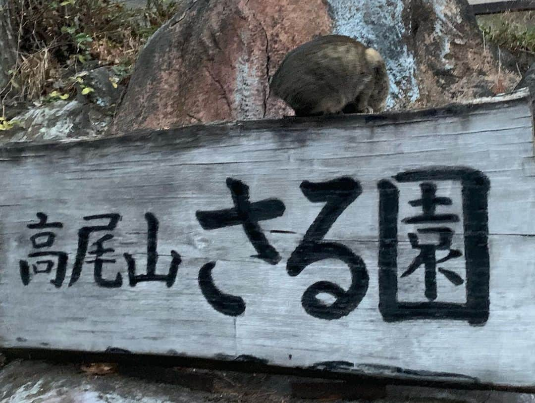 春川芽生さんのインスタグラム写真 - (春川芽生Instagram)「遅れて飛び出て！ #高尾山日記 ⛑   ☁️✌︎ (長いよ) お相手は御察し、ばちこぼしさん❗️  🌱 @wakaba__tanaka 🌱 。  高尾山の入り口なんだからどう考えても 【たかおさんぐち】なのに 【たかお やまぐち】って駅名だと思ってた２人。山なめすぎ💥 💥 #謎に魚眼レンズ  #活躍はここだけ   リフト／ケーブルカーに乗っても 頂上まではまだまだ歩けるので 行きと帰りで両方乗ってみたよ👏写真のはリフト！  カタンカタン揺れてばちこぼしが怖がってたから 『自然がビート刻んでるじゃん』って賑やかしたら 『人工のものだよ。。。』って冷静に言ってた✌︎     余裕がありましたね。 #後日談   .  お蕎麦は駅からちょっくら歩いて【 #杜々 】 登る前に行ったんだけどお目当のが季節限定だったみたいでシンプルにとろろ🍢シンプルでうまい。 満席だったから夏に使われるテラス席を指したら  『寒い…ですけど…☺️？💦』って若干引きながらも通してくれました✌︎#ぁザス#染み渡り倍増   .  リフトの降り場地点ではお団子のお店もあったけど、 焼き上がっては爆速で売れ上がってて断念！笑 ぼやけた景色が思い出……🍂🍡 ﾀﾍﾞﾀｶｯﾀﾅ。  そしてまさかのさる園にも入場🐒 一通り寄り道したけど、我が物顔でさる看板で寛ぐネコに 記憶の主役を奪取されました。笑  『かやちゃん…』って呟きながら撮った写真は、 もはや謎すぎて取り憑かれてた説提唱。👏  .  いよいよ頂上へ！となったら、事前に店員さんから   『 イノシシはたまに出ます 』  『 ちょうど突進で牙が大腿動脈に刺さります 』  って聞いてたせいで(#自分で尋ねた)  ほんっっっとうにビビりながら#4号路 を登ることに。笑  自然に触れたくて舗装されてないルートを選んだはずなのに まーじでほぼ泣いてた。引き返す？って3回ぐらい聞いた。  . そしたら、ばちこぼし大先生 『信じて一歩一歩前を向いて登っていくしか無い。 人生と一緒。』 ってめっちゃ頼もしいこと言ってくれた。  めっっっちゃリフトびびってたけどね？？ #頼り甲斐あったよ🤝🤝🤝 笑   景色が変わるたびにイノカクじゃん！と喚きながらも、 #猪確定の略  辿り着いた頂上の景色は。。。 . . ララランド。 #9枚目参照   . . . 帰りは舗装された1号路で無事下山しましたとさ。😊  リフトもケーブルカーも 最終時間あるから気をつけるんじゃぞ！！！  はあああ〜〜…  山最高！！！！！！！！！！！！！！ #うるさい」12月10日 18時31分 - meiku_harukawa