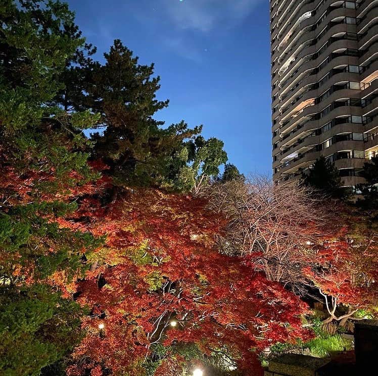 東京マリオットホテルさんのインスタグラム写真 - (東京マリオットホテルInstagram)「御殿山庭園の紅葉が見頃です🍁お散歩がてら秋を愛でにいらっしゃいませんか？  Enjoy the colors of autumn in our garden as the maple trees turn into orange and bright red colors. 🍁   Thank you @jellent.sean.shihchiang.wu  for capturing the beautiful moment. 😊  Share your own images with us by tagging @tokyomarriott @tokyomarriott をつけてご投稿ください！公式アカウントからご紹介させていただく事があります。 ————————————————————— #tokyomarriott #tokyo #japan #beautifulhotels #tokyohotel #marriott #marriotthotel #marriottbonvoy #東京マリオットホテル #マリオット #ホテル好き #東京ホテル #品川ホテル #御殿山 #御殿山庭園 #紅葉スポット #紅葉狩り #紅葉ライトアップ #ホテルライフ #shinagawa #hotellife」12月10日 18時34分 - tokyomarriott
