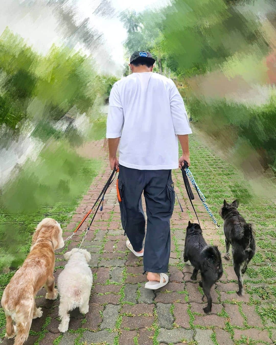 デスモンド・タンのインスタグラム：「Slowly but surely, I'll be back and well! These precious ones were so gentle during the walk like they understood they need to be. Who has the best butt 🍑? 😜  #hoshitan #parkietan #udontan #kantotan」