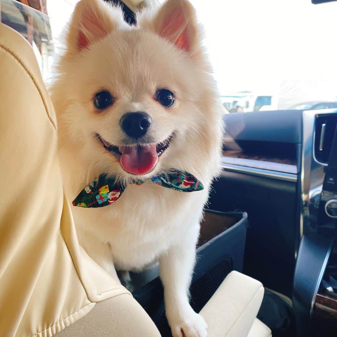 太陽チャンネルのインスタグラム：「. ぽこちゃん久しぶりのトリミングへ～♡ めっちゃくちゃ可愛く仕上げていただきました～♡ まるまるぽこ🐶💕サンタのリボンもいただいたよ🥺💕 可愛くてずっとつけてたらいつの間にか食べてた😹😭ガーン 新生ぽこ可愛すぎてみんな大喜び💕🐶 @dogsalon_hanatail  ↑↑↑可愛いぽこの写真のせてくれてる😍😍😍 また伺います😍 ありがとうございました♡♡♡」