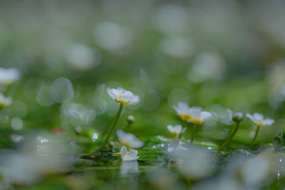 花の写真館のインスタグラム：「Photo by 川口 大輔.⠀ .⠀ Original Post[投稿いただいたURL]⠀ https://www.facebook.com/photo.php?fbid=3208695349251191⠀ .⠀ 本アカウントは、 #私の花の写真 をつけてInstagramに投稿された皆さまの花の写真や、「花の写真館」Facebookページで投稿された花の写真を紹介します。⠀ 「花の写真館」Facebookページは、「 @floral.photograph 」のプロフィールにあるURLからご覧ください。⠀ .⠀ ※各自、政府、自治体など公的機関の指示に従った行動をお願いします。⠀⠀ 東京カメラ部および分室では、写真を「見る楽しみ」を提供することを通して、微力ながら皆様にわずかな時間でも癒しをお届けしたいと思っております。⠀ ※本アカウントは東京カメラ部がFacebook、Instagramのサービスを利用して運営しているもので、Facebook社・Instagramとは一切関係ありません。⠀ .⠀ #花の写真館 #floralphotograph #floralphoto #flower #flowers⠀ Follow: @floral.photograph」