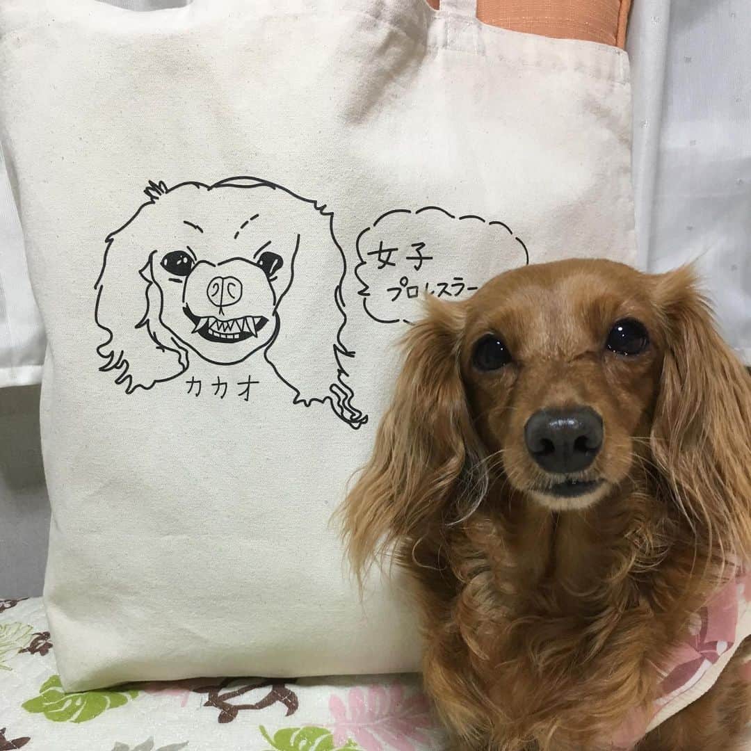 Club Soda さんのインスタグラム写真 Club Soda Instagram ひろみ画伯作 カカオのイラスト レディカカ カカの花親方 ミニチュアダックスフンド 犬のいる暮らし ミニチュアダックス ダックス ダックスフンド ひろみ画伯に描いてもらうとブサめに描かれます