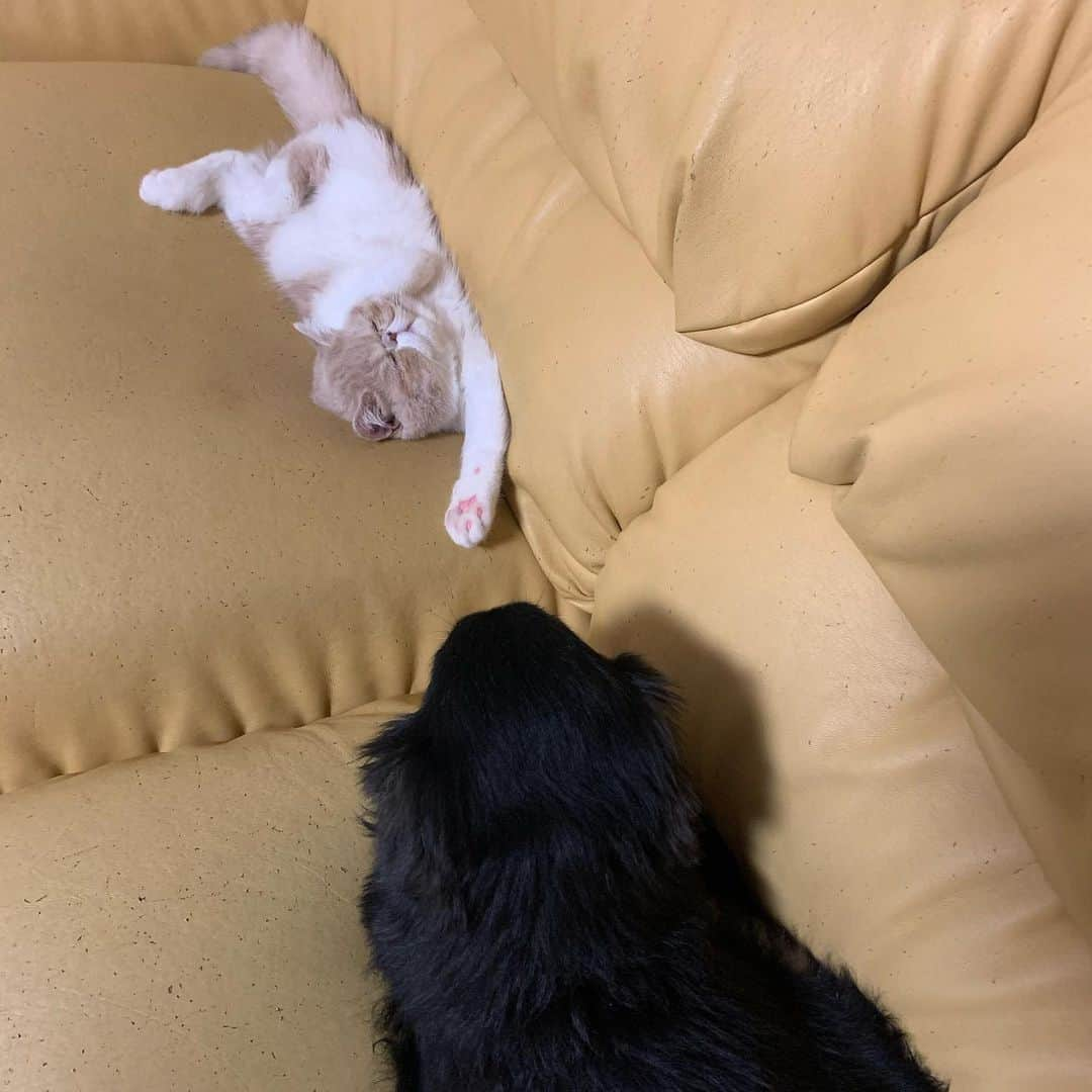 こちょねこ父さんさんのインスタグラム写真 - (こちょねこ父さんInstagram)「帰ってきたら…😳 この状態…。🤣 ・ #無防備すぎる猫  #見守り犬 #あいちゃん 🐶 #ぱんちゃん　🐱 ・ #cat#cats#cute#catlover#catstagram#catsofinstagram#exotic#exoticcat#exotickitten#exoticshorthair#exoticshorthairkitten#ねこ#ねこ部#猫#エキゾチック#エキゾチックショートヘア#エキゾチックショートヘアー #子猫#仔猫#子にゃんこ#にゃんこ#ニャンコ#エキゾ」12月10日 19時36分 - gongon419