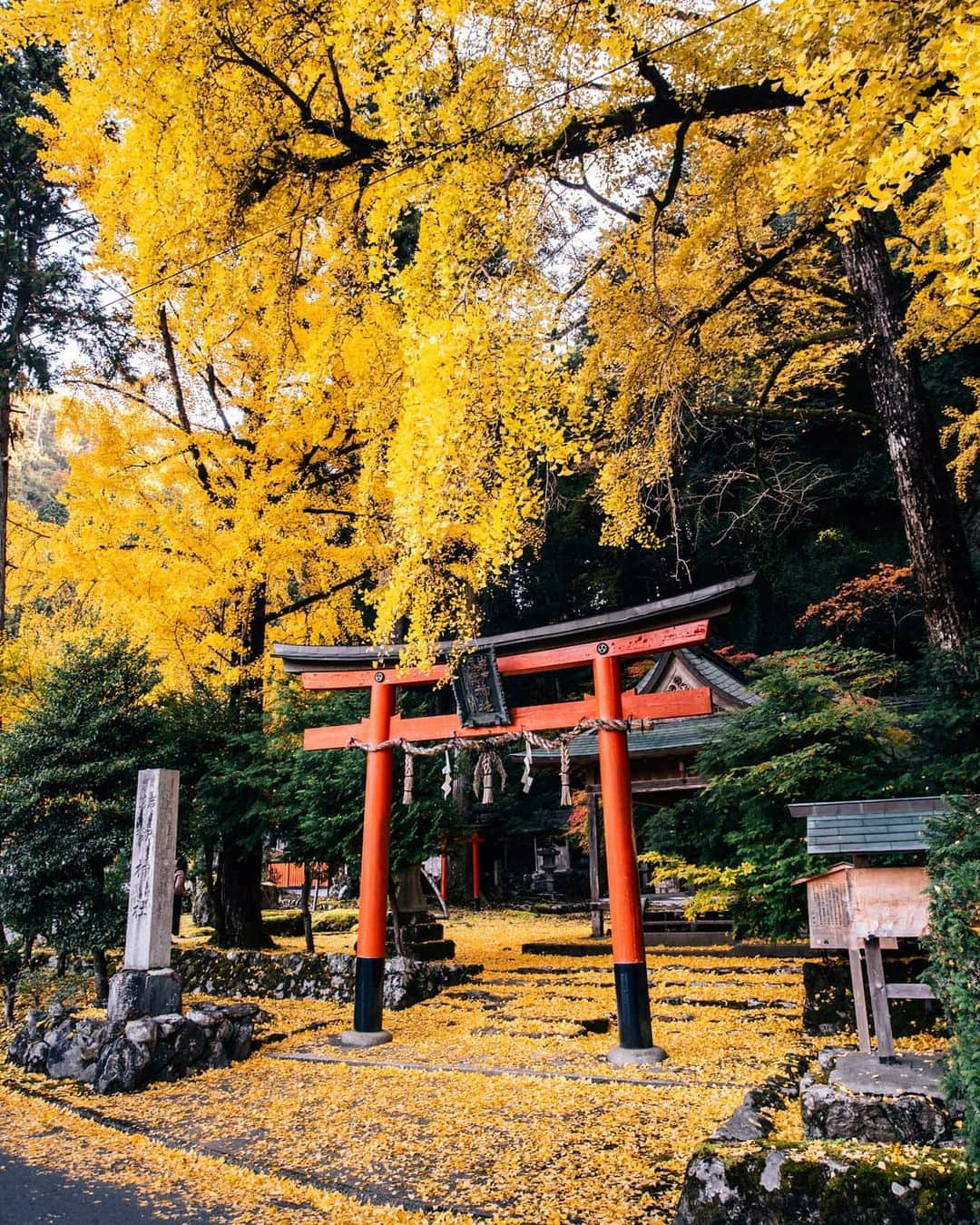 京都いいとこフォトのインスタグラム：「. 岩戸落葉神社の秋。 境内全体が大銀杏の黄色に染まっていました。 . Autumn at Iwato Ochiba Shrine. The entire precincts were dyed yellow of the large ginkgo. .  . . Date : 2020.11.15 Location : #岩戸落葉神社 #Iwatoochibashrine Photo : @hino0117 .」