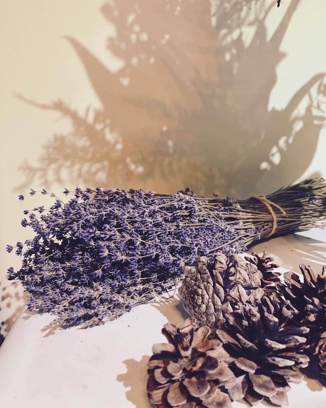MINMIさんのインスタグラム写真 - (MINMIInstagram)「お誕生日に頂いたlavenderがすごく いい香り♪ 好きな花　嬉しい☺️ #ラベンダー　#lavender  #色も香りも大好きすぎる」12月10日 19時39分 - minmidesu