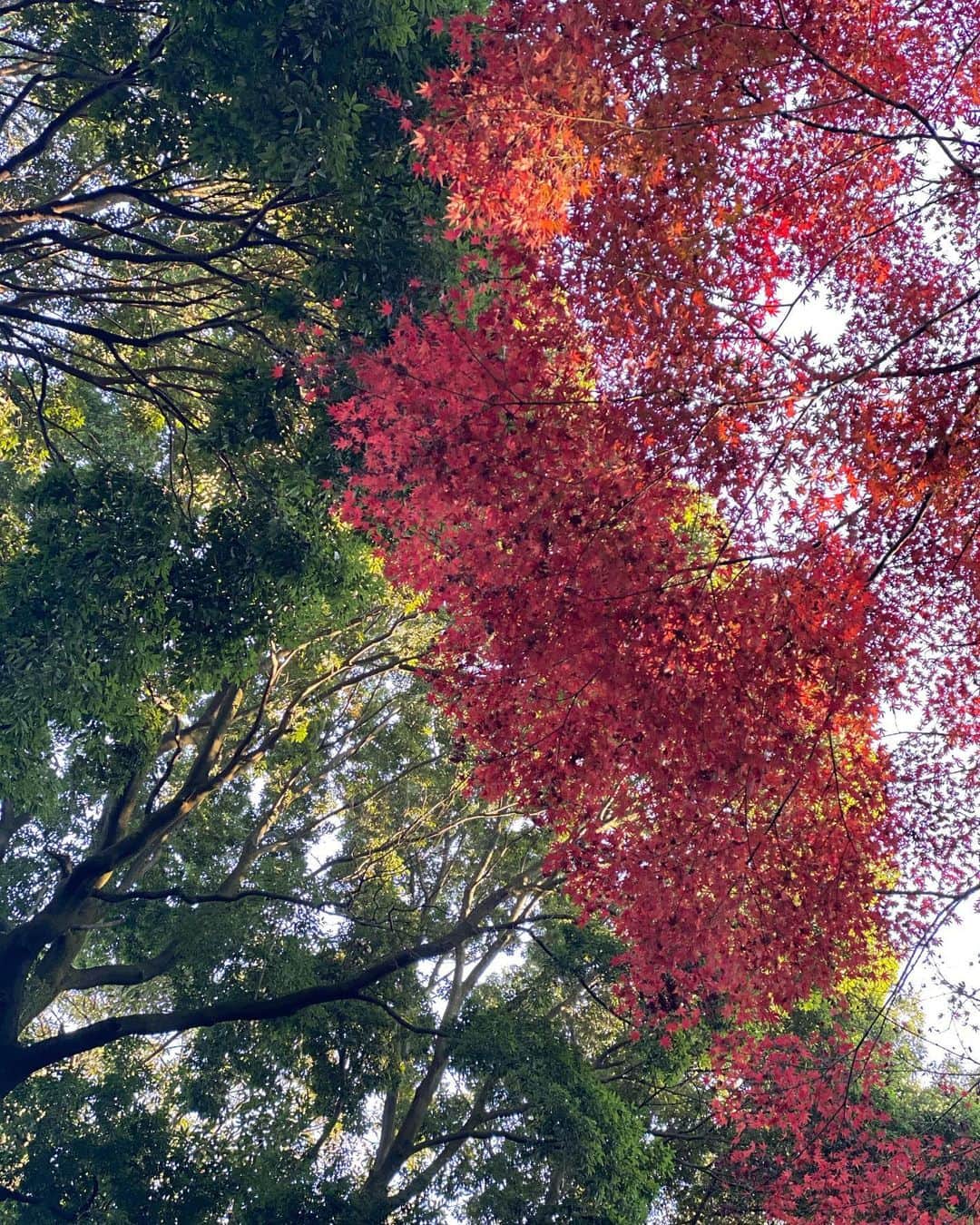 のインスタグラム：「. . あまりに綺麗なコントラストに感動🌳🍁 自分にとって必要な、自然を感じる時間。 最高のデトックス🥰✨ . . . . . #加工なし #自然#紅葉 #冬の空も好き」