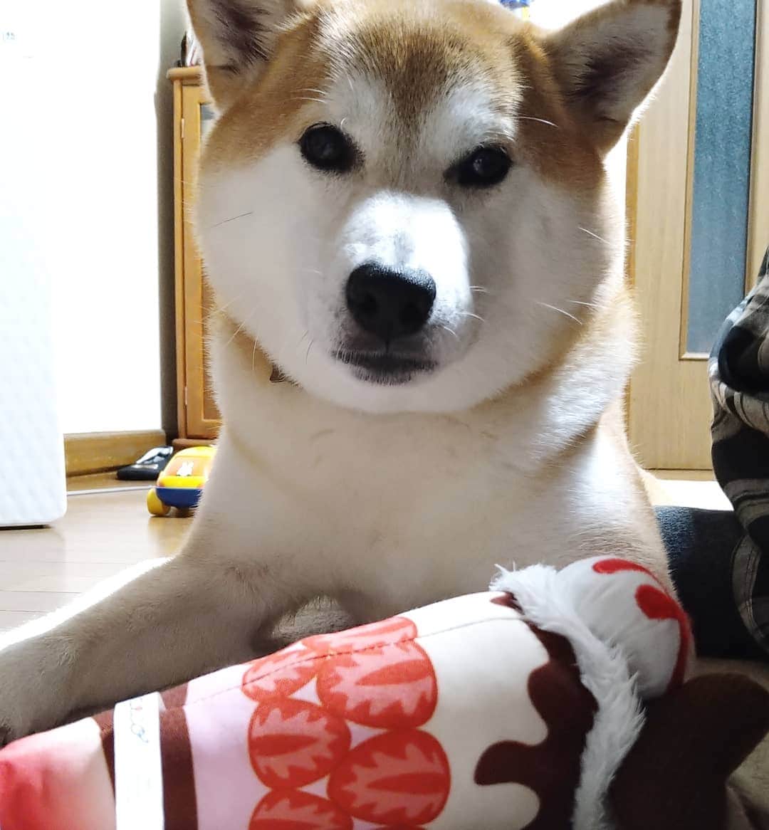 柴犬⭐️サスケのインスタグラム：「こんばんワン #パフェ#柴犬#赤柴#わんこのいる生活 #いぬのいる生活 #いぬのいる暮らし #わんだフォ #ふわもこ部 #💩チェック#匂いチェック#北海道#柴北会」