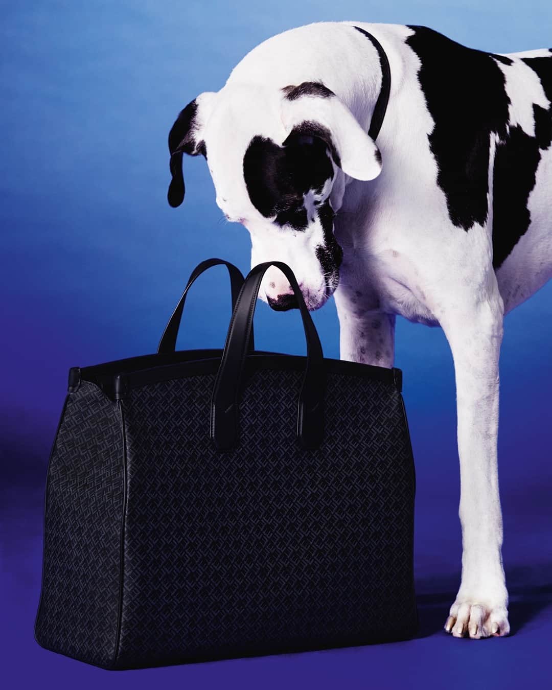 のインスタグラム：「SIGNATURE WEEKENDER FESTIVE CAMPAIGN  #dunhillAW20  “Spending more time at home recently and as a dog owner myself, I wanted our Festive campaign to portray that bond. It’s authentic and brings positivity to the everyday.” - Mark Weston, Creative Director.⁠ ⁠ Creative Director: #MarkWeston⁠ Photography: @carlijnjacobs @artandcommerce  Featuring: Sal @benjaminbreading   See the campaign story in full and find gift inspiration for the festive season in our Instagram shop. ⁠ DUNHILL.COM⁠」