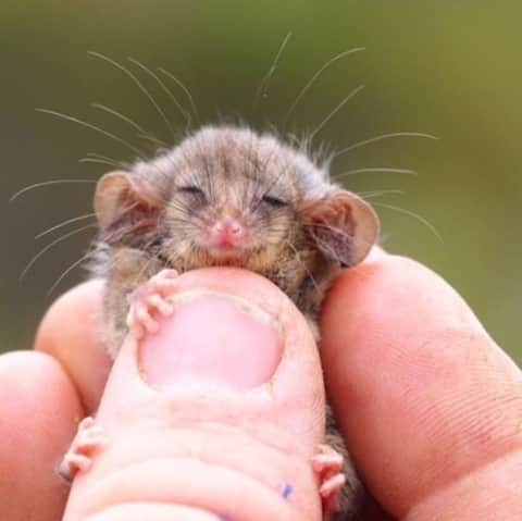 Australiaさんのインスタグラム写真 - (AustraliaInstagram)「A Christmas miracle! ❤️ We’re so happy to share the exciting news that a little pygmy possum has been found in a bushfire affected area on @authentickangarooisland, a sign of continued recovery that delivers much-needed hope and joy this holiday season! There were fears this tiny tree-dwelling species was wiped out after bushfire destroyed their habitat in @southaustralia almost a year ago, so when @kilandforwildlife discovered this teeny critter it was understandably a joyous occasion! We’re thankful for the incredible and tireless work that our conservation groups continue to do, both here and in other recovering regions across the country 🙏. #KangarooIsland is full of hidden surprises, so if you’re looking for a feel-good getaway, full of natural beauty, wildlife, incredible produce and heart-warming stories, this is the place for you. (Photo: @ashleebenc) #seeaustralia #authentickangarooisland #seesouthaustralia #wildlife #holidayherethisyear」12月10日 20時18分 - australia