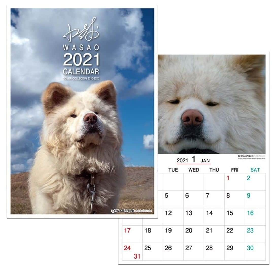 わさおのインスタグラム：「All profits made from the 2021 calendar (PDF) will be used for the creation of the Wasao Memorial.  このカレンダー（PDF)の利益は全て「わさお記念碑」制作のために使用されます。  https://thanks.wasao.com/products/  #busakawa #longhair #longcoat #akita #akitainu #dog #wasao #wasao_recollection #ぶさかわ #長毛 #秋田犬 #わさお #わさお追憶」