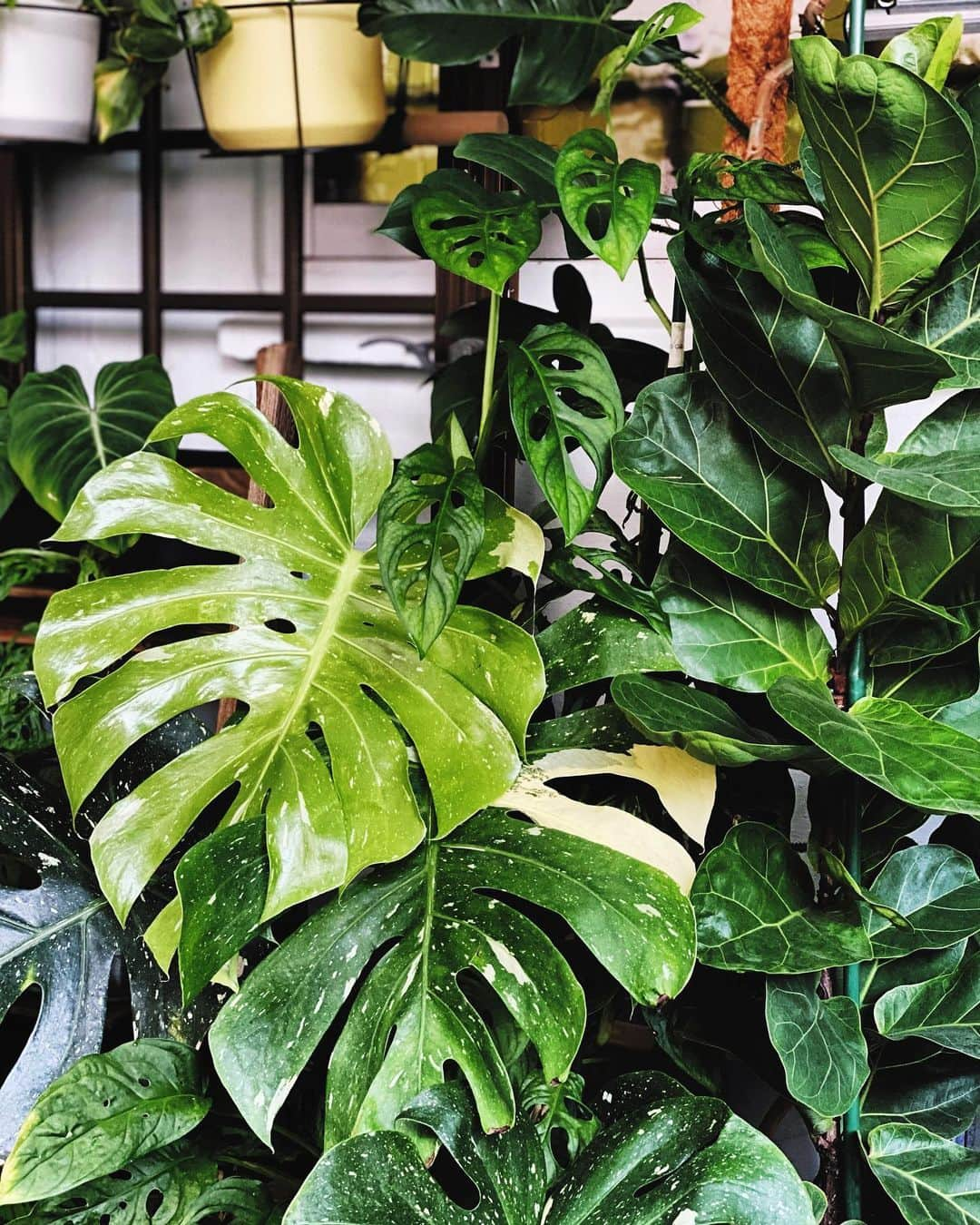 鄭碧瑩さんのインスタグラム写真 - (鄭碧瑩Instagram)「Me: Why y’all like to huddle together and all grow in the same direction? Later NEA come to look for me then how? . Plants: Can you move to a bigger house? Small house also can. Bigger garden space enough. Preferably with access to soil in the ground. . Me: 😑😑😑 . . . .  #plantstagram #plantsofinstagram #houseplants #plantsmakepeoplehappy #botanical #instaplants #plants #foliage #leaf #plantflife #springintoplants #plantlady #plantpotters #crazyplantlady #houseplantclub #helloplantlover #plantshelfie #houseplantsofinstagram #houseofplantlovers #junglecollective #vsco #vscogram #vscocam #vscogrid #vscoplants #gardeningsg #urbanjunglebloggers #sgplantclub #fiddleleaffig #monsterathaiconstellation」12月10日 20時32分 - pickyin