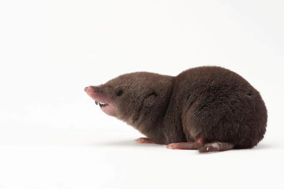 Joel Sartoreさんのインスタグラム写真 - (Joel SartoreInstagram)「With the presence of strong claws, small eyes, and a strong snout, you would be right in assuming that the northern short-tailed shrew spends most of its time underground constructing elaborate tunnels and nests. However, looks can be deceiving, and this species has a surprising hidden talent - tree climbing! Shrews like this one @newildliferehab have been observed climbing almost seven feet up tree trunks to access suet placed on bird feeders. #shrew #shorttailed #underground #burrow #climber #furry #PhotoArk #savetogether」12月10日 20時29分 - joelsartore