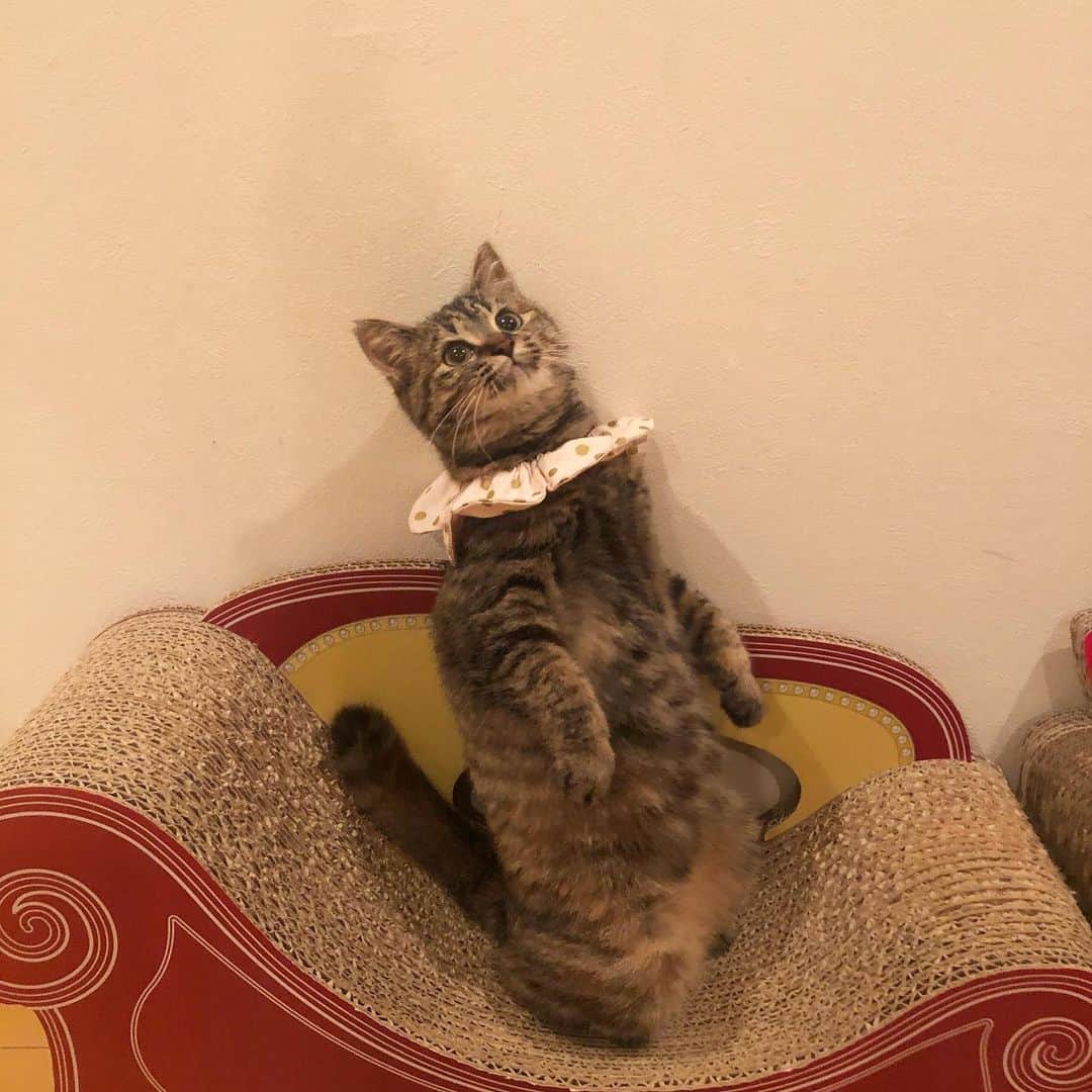 maimocotoのインスタグラム：「#モコ似のそらちゃん ❤️ すっかり我が家に慣れて、どんどん可愛くなっています♪100年に1度の美少女と言っても過言ではありません✨ モココトチコの中ではモコのことが一番好きみたい❤️愛おしそうにスリスリしています。 モコも相変わらず楽しい老後を過ごしています😸 ＊ ＊ 『そら、チコちゃんは一緒に遊んでくれるから好きだけど、いつもおもちゃ取られちゃうの！』 ＊ ＊ #おやつもおもちゃも奪うチコ #猫界の橋本環奈 #ザビエル首輪」