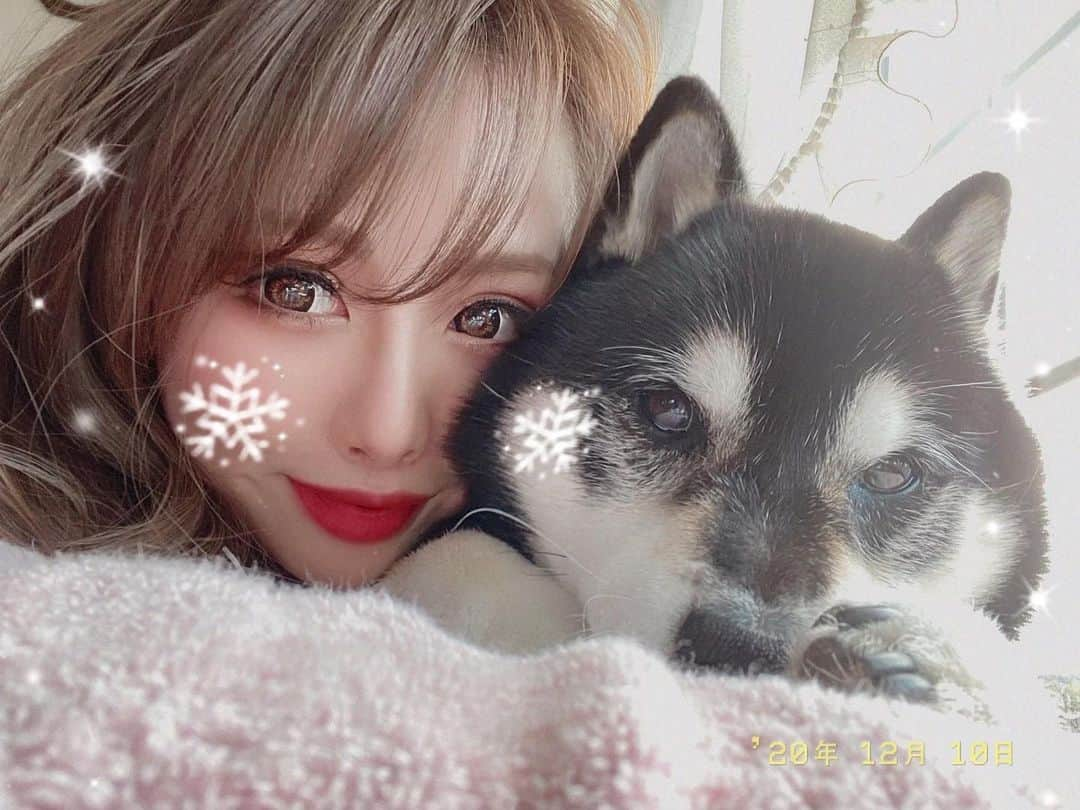 あやかさんさんのインスタグラム写真 - (あやかさんInstagram)「12月10日 buffy.happy birthday🎂🐾❤️ 13th  #黒柴 #柴犬 #柴犬のいる暮らし #長生きしてね #最愛 #大好き #愛犬 #いぬのいる暮らし #柴犬マニア」12月10日 20時43分 - __aya.aya.aya__