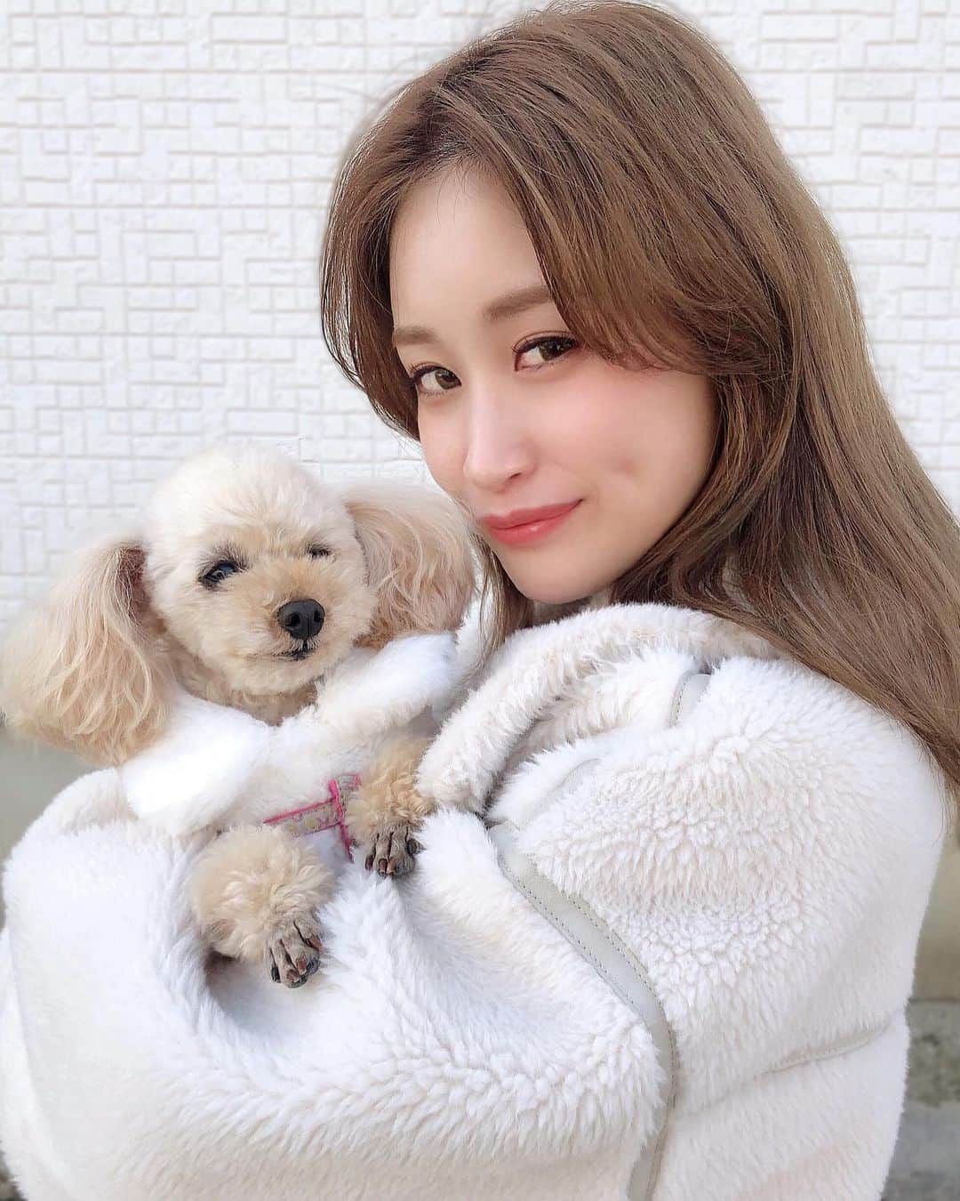 のインスタグラム：「めちゃくちゃ可愛いのに、 iPhone向けるとこの顔になる🐩。。 写真嫌いな犬🤯🤯 犬で盛ろうとしている飼い主に辟易としている…」