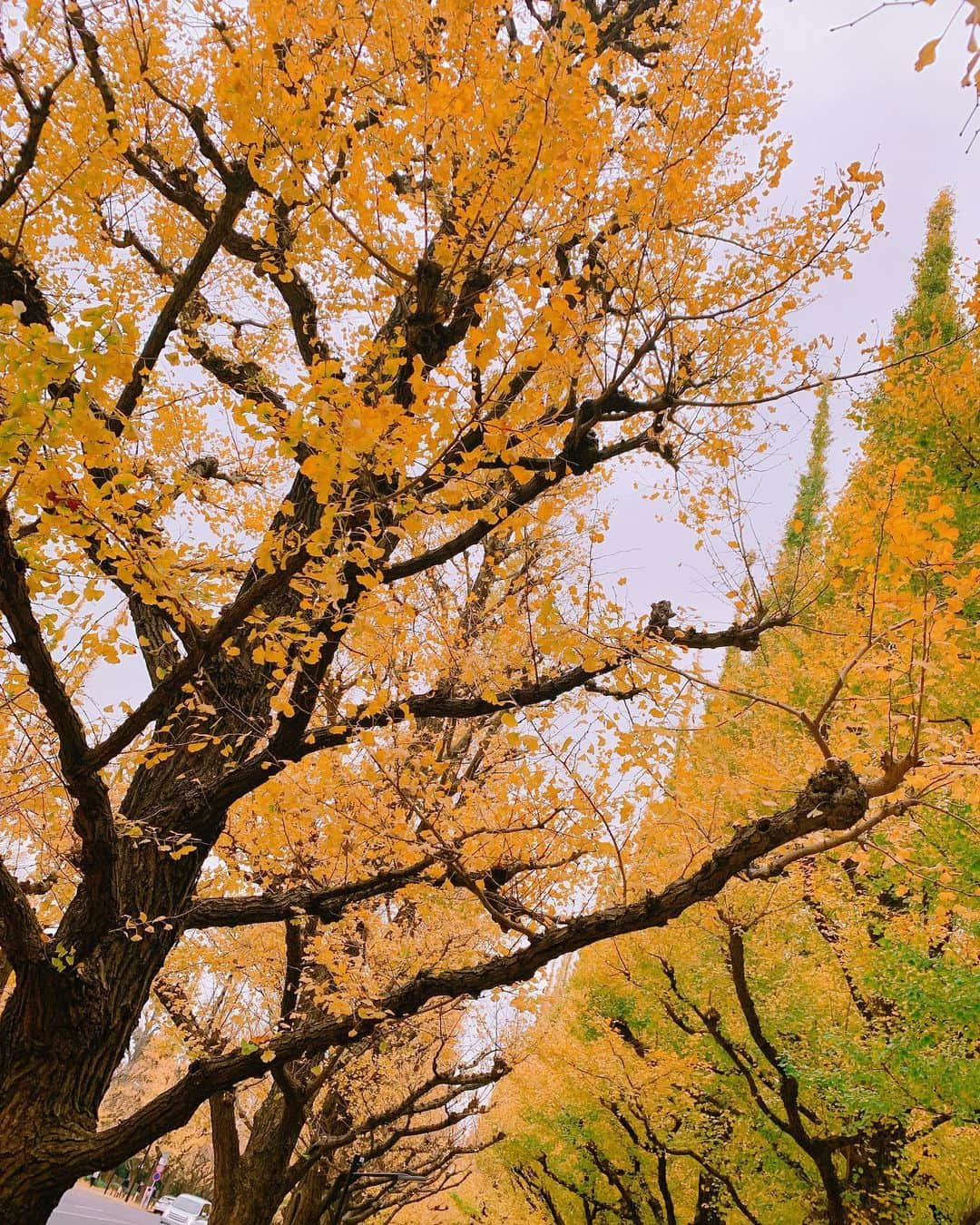 北原里英さんのインスタグラム写真 - (北原里英Instagram)「🍂 こう… いつも載せるの忘れて 季節が過ぎ去ってしまいますわ。」12月10日 20時51分 - rie_kitahara_3