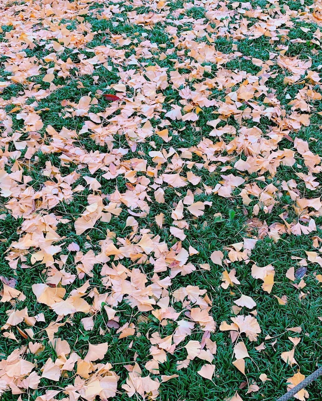 北原里英さんのインスタグラム写真 - (北原里英Instagram)「🍂 こう… いつも載せるの忘れて 季節が過ぎ去ってしまいますわ。」12月10日 20時51分 - rie_kitahara_3