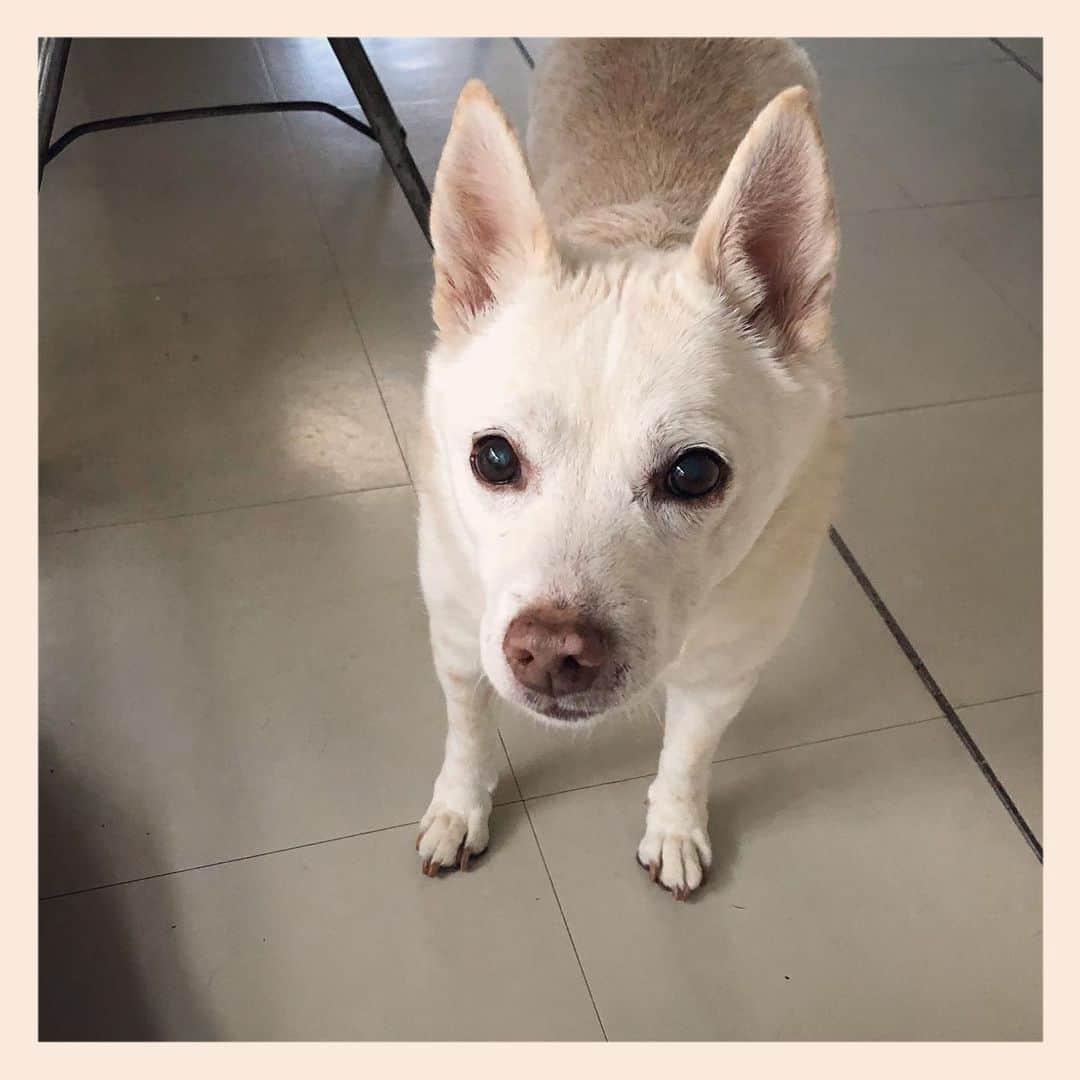 パンといっぴきのインスタグラム：「#元保護犬 #雑種犬 #crossbreed #mixdog #キップル14歳」