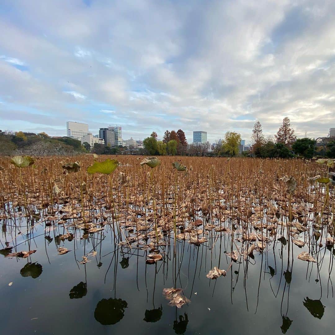 荻原和歌さんのインスタグラム写真 - (荻原和歌Instagram)「冬枯れの不忍池が好きすぎる。」12月10日 20時52分 - ogiwaka