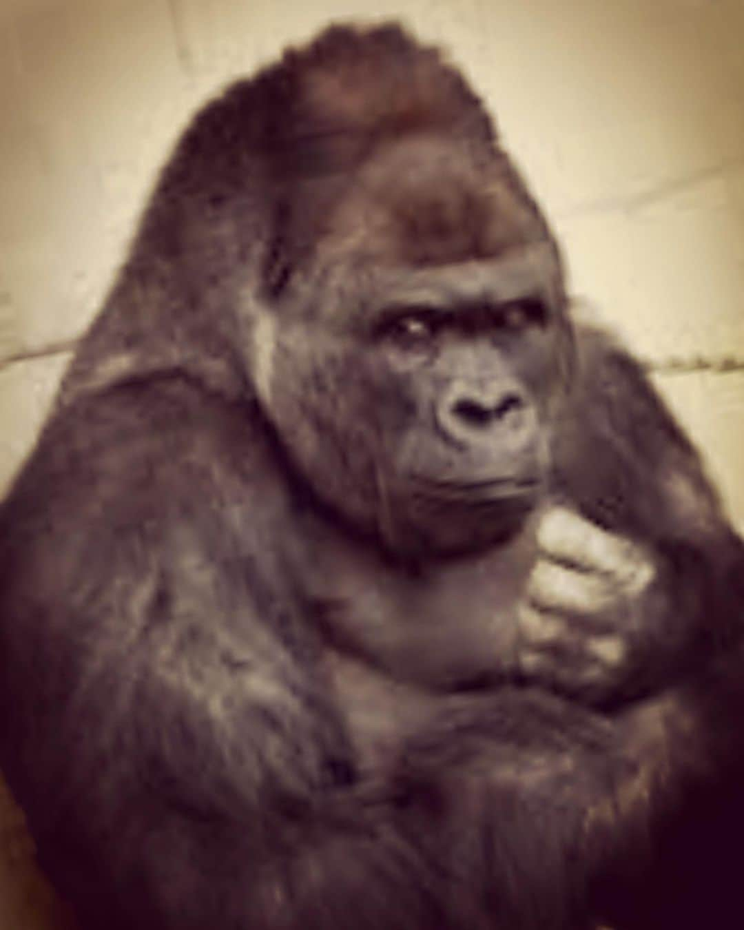 杉本知香さんのインスタグラム写真 - (杉本知香Instagram)「ゴリラと村田。😆🦍 ビフォアーの原西さん、生え際の白髪がしっかり写ってる🦍💦 iPhone12 Pro Maxすげー🦍💦  #中目黒美容室#iPhone12ProMax #FUJIWARA原西#FUJIWARA 🦍 #原西ゴリラ #とろサーモン村田#とろサーモン #村田秀亮  #シャバーニ　🦍」12月10日 21時01分 - sugimotoc