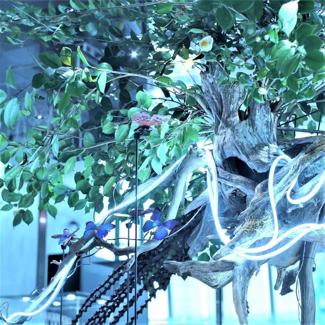 Miraikan, 日本科学未来館さんのインスタグラム写真 - (Miraikan, 日本科学未来館Instagram)「今月も華道家 #辻雄貴 さんによる活け替えが行われ #計算機と自然 がぐっと冬らしい雰囲気に。椿が入ることで、凛と冷えた山の空気が漂うようです。  This month “Digitally Natural” dons a winter coat. With camellia japonica arranged, a commanding atmosphere of mountains is floating. By Yuki Tsuji, an Ikebana Artist.  #未来館 #日本科学未来館 #Miraikan #yukitsuji #ikebana」12月10日 21時09分 - miraikan