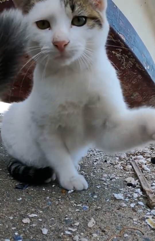 感動猫動画のインスタグラム