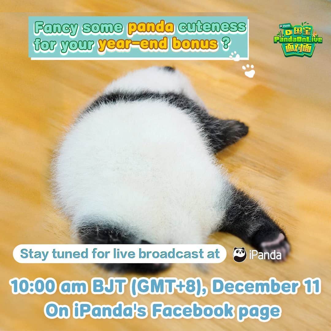 iPandaさんのインスタグラム写真 - (iPandaInstagram)「Live Preview: Great News! In the last several months, new panda babies were born at the Moonlight Nursery of the Chengdu Research Base of Giant Panda Breeding. Who are they? How are they doing? Join iPanda's live at 10:00 am on December 11 BJT (GMT+8) on Facebook to find out! 🐼 🐼 🐼 #Panda #iPanda #Cute #FBLive #HowGiantPandasGrowUp」12月10日 21時28分 - ipandachannel