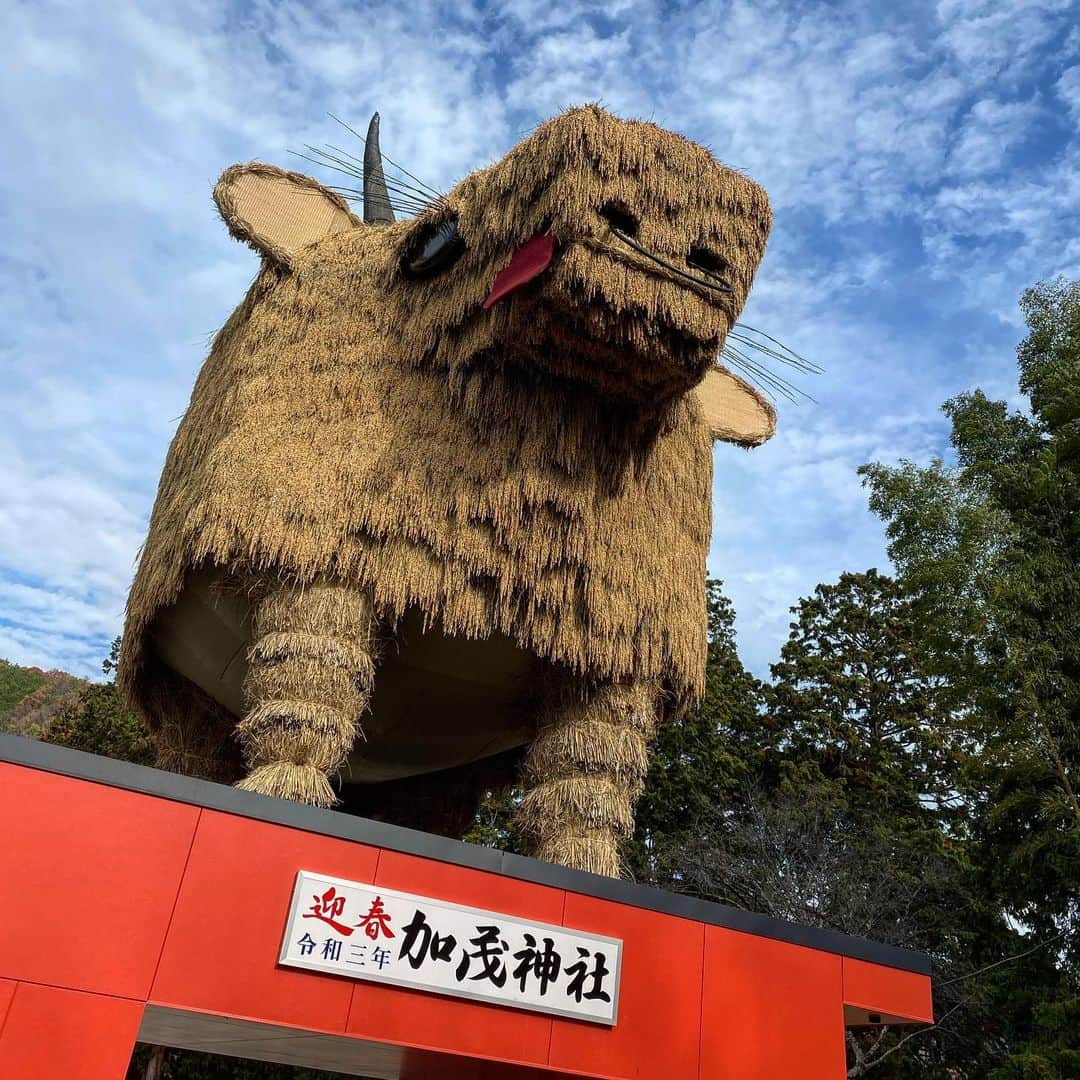 神谷ゆう子のインスタグラム：「🐂🐃🦬🐄  #加茂神社 #丑年#干支 #稲穂#稲#🌾#安富町  #すんごく大きいです #人力でこの上に上げてます #圧巻です#来年年女🐄」