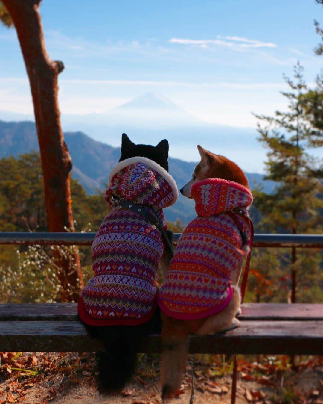 柴犬 けんしろう ゆりあのインスタグラム：「🐶🗻🐶  「やっほー！」 . . これは2年前、ハイキングの途中で 埼玉のお母さんとけんゆりと 富士山を見ながら休憩した時の写真📸  今年はコロナで、毎年欠かさずの お母さんとけんゆりとの秋旅行も叶わず..😢  今日、1月以来のお母さんにやっと会えて たくさんの元気をもらい 最高に楽しい時間を過ごしてきました♡  いつも前向きで明るくって 人生を楽しむ秘訣を たくさん伝授してくれるお母さん😍  ありがとうの気持ちいっぱいです！  あ、お母さんのキラキラパワー 帰宅後けんゆりにも注入しておきました✨  お陰で今夜の散歩も猛ダッシュでしたよ(笑) . . Location:Yamanashi(2018年撮影)」