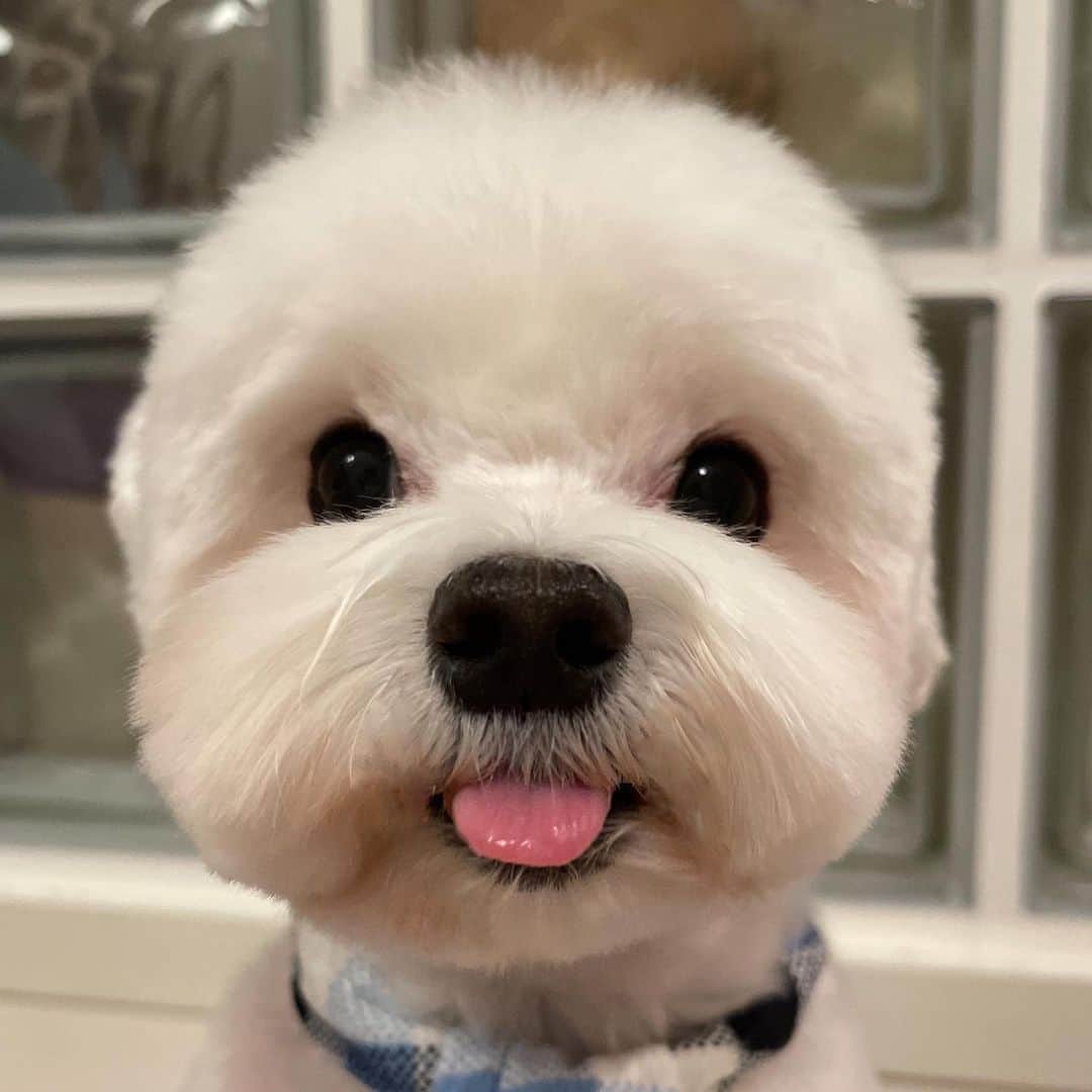 セロリのインスタグラム：「【スッキリボーイ】 トリミング後は、いろんな表情を撮っちゃいます。 #maltese #マルチーズ #malteseofinstagram #maltese101 #malteser #malteseofficial #maltesedog #dog #instadog #dogstagram #dogoftheday #doglovers #instapet #adorable #ilovemydog  #ペット #わんこ #ふわもこ部 #犬のいる暮らし #いぬら部  #いぬすたぐらむ #イッヌ」