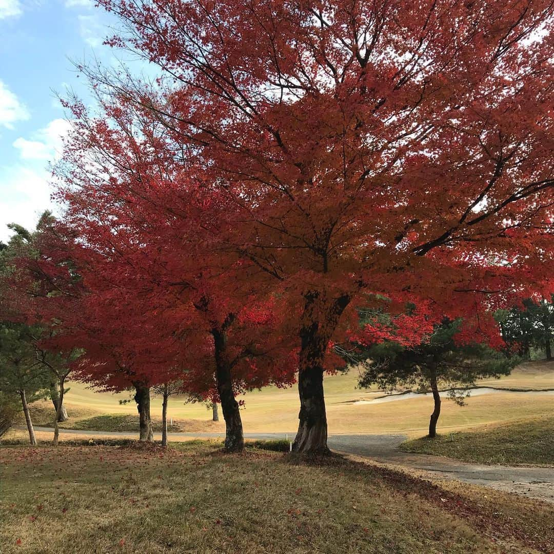 古久保健二さんのインスタグラム写真 - (古久保健二Instagram)「チームＦＦで、生島早織、村田理恵プロとの戦い⛳️ 必死のパッチで振り回したけど、やっぱり勝てませんでした😩 ラウンド後の反省会は北新地の、鮨瀧本さん😋 チョー久しぶり😊 美味しかった👍 満足満足😋 明天見✋️」12月10日 22時12分 - kenjifurukubo