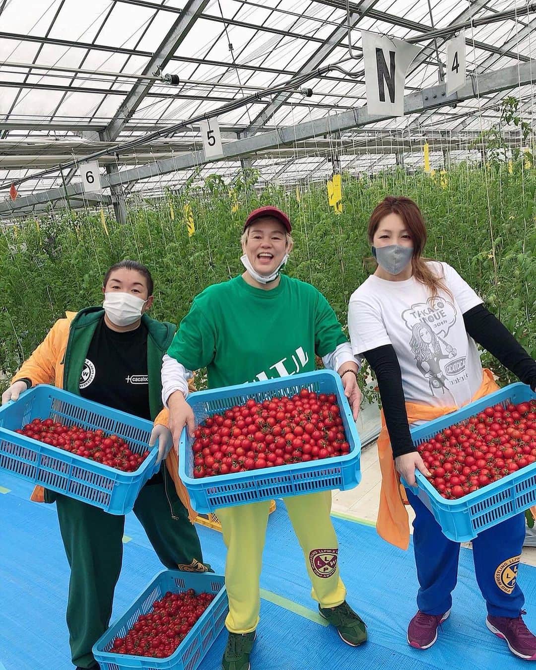 井上貴子さんのインスタグラム写真 - (井上貴子Instagram)「茨城の美浦村でトマト収穫🍅  五人で約56キロも！！  何度かトマト収穫したけど 双子ちゃんは初体験^ ^ しかも双子ちゃんを2つも！  ラッキー❤️🍅❤️  今日は後部座席で 紅緒がずーっと側に居たよ。  可愛いわー😍  Happyで^ ^  コロナ禍に携わる 全てのお仕事の皆様。  心から 感謝しています。  引き続き油断せず お気をつけて お過ごし下さいませ。  #井上貴子  #LLPWX #女子プロレス #紅緒と柊音 #トイプードル #神取忍 #遠藤みづき #倉垣翼 #阿部静華 #茨城県美浦村 #華王 #TikTokはじめてみた #Twitterも見てね #感謝 #STOPCOVID19」12月10日 22時38分 - takaco_inoue
