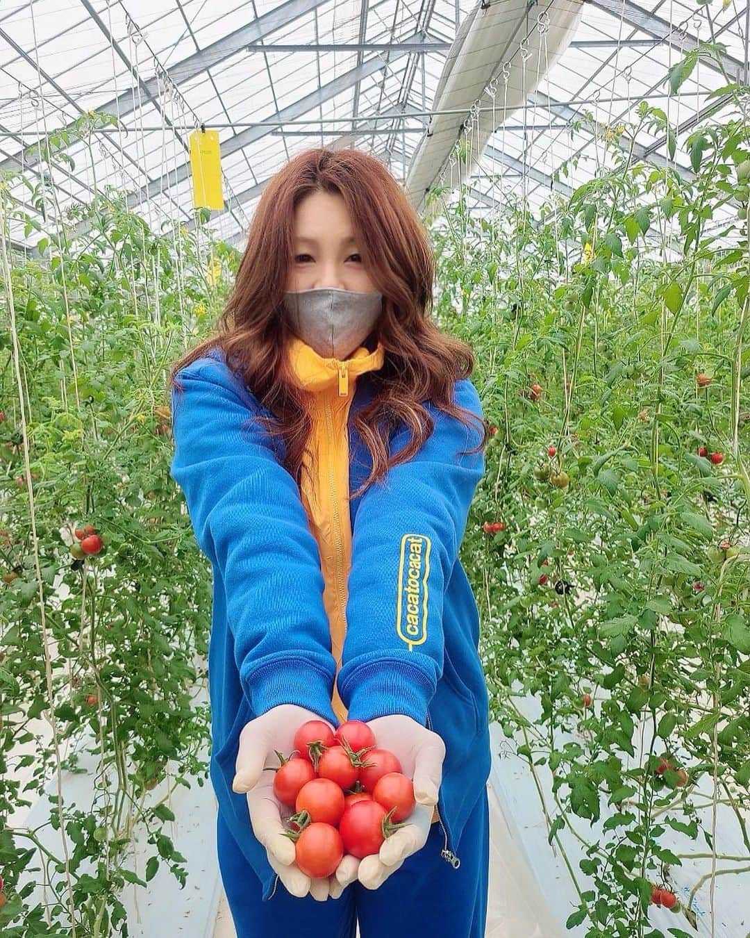 井上貴子のインスタグラム：「茨城の美浦村でトマト収穫🍅  五人で約56キロも！！  何度かトマト収穫したけど 双子ちゃんは初体験^ ^ しかも双子ちゃんを2つも！  ラッキー❤️🍅❤️  今日は後部座席で 紅緒がずーっと側に居たよ。  可愛いわー😍  Happyで^ ^  コロナ禍に携わる 全てのお仕事の皆様。  心から 感謝しています。  引き続き油断せず お気をつけて お過ごし下さいませ。  #井上貴子  #LLPWX #女子プロレス #紅緒と柊音 #トイプードル #神取忍 #遠藤みづき #倉垣翼 #阿部静華 #茨城県美浦村 #華王 #TikTokはじめてみた #Twitterも見てね #感謝 #STOPCOVID19」