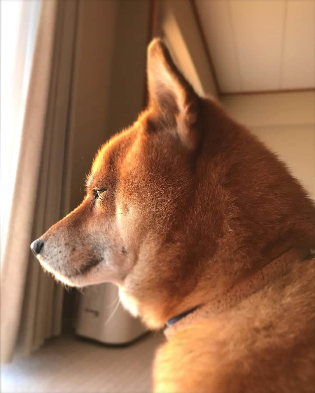 柴犬はなこ Shibainu Hanakoのインスタグラム：「Hey,you are so beautiful! キミは綺麗だ✨ #shiba #dog #shibainu #犬 #柴犬」