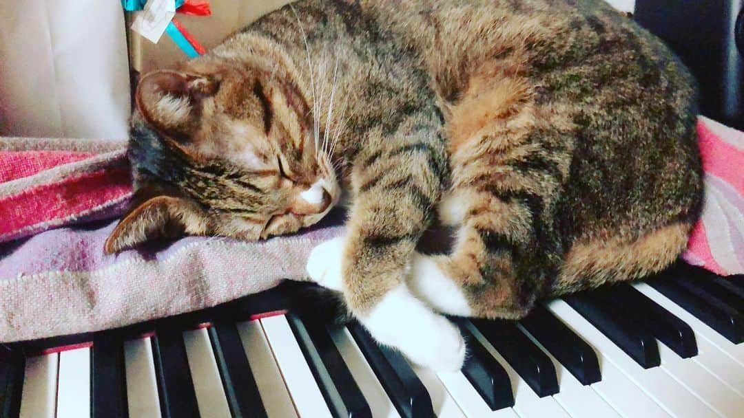 のインスタグラム：「今日もお疲れ様でした ☁️☁️☁️☁️☁️ . #うちのアメリ #猫 #ねこ #cat #catstagram  #保護猫 #fostercat #キジシロ #猫のいる暮らし  #piano #そこで寝るなし」