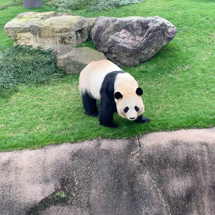 パンダ（白浜）のインスタグラム