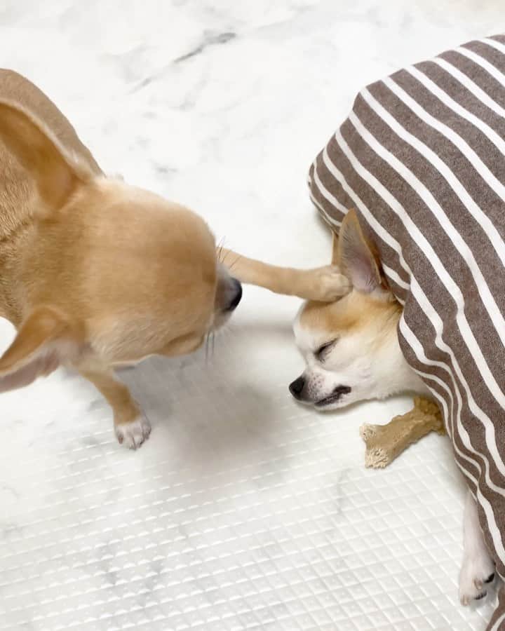 Kiyoのインスタグラム：「♔ Miké ♔ Tama ♔ タマが気持ち良く寝ているところに あらゆる方法でちょっかいを出す チャレンジャーのミケ😂 ♔ いつもだったら絶対に怒られるので 見ている私の方がヒヤヒヤしました ミケちゃん怒られなくてよかったねー💦 ♔ #puppy#puppies#puppiesofinstagram#dogs#dogsofinstagram#dogstagram#doglover#dogsofinstaworld#dog_features#instadog#instagramdogs#ilovemydog#chihuahua#chihuahuasofinstagram#chihuahualove#chihuahualife#dogsofbark#weeklyfluff#barked#animalsco#IGersJP#instagramjapan#todayswanko#pecotv#pecoいぬ部#チワワ部#チワワ#スムチー#decocoの子はみんな可愛すぎる ♔」